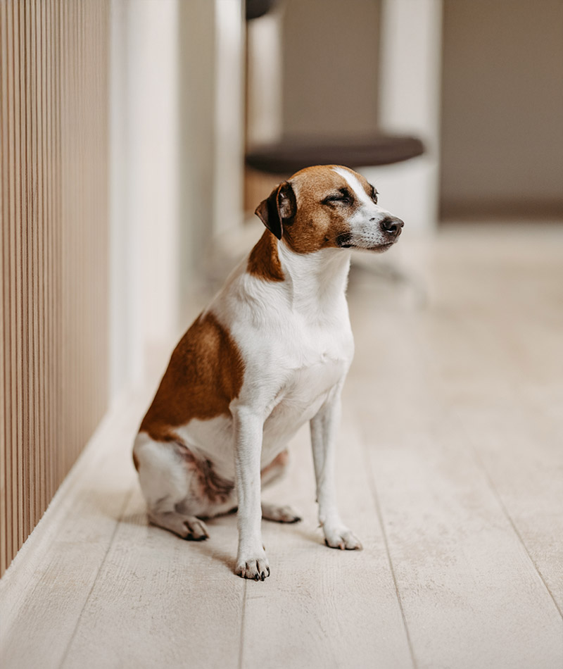 Hundi, ibb-connect GmbH