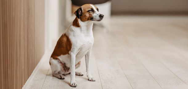 ibb connect Feelgood Manager